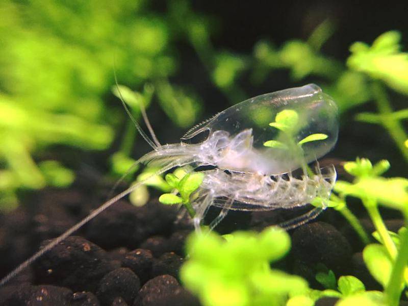 Аквариумные креветки: содержание и уход, совместимость с рыбками и размножение