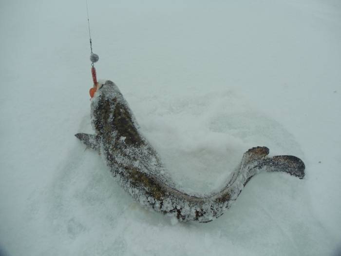 Рыбалка на налима зимой с соблюдением закона