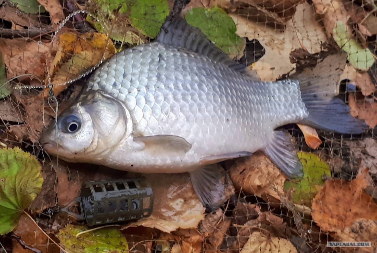 Рыба ???? карась. как выглядит карась ????, сколько живёт и где водится