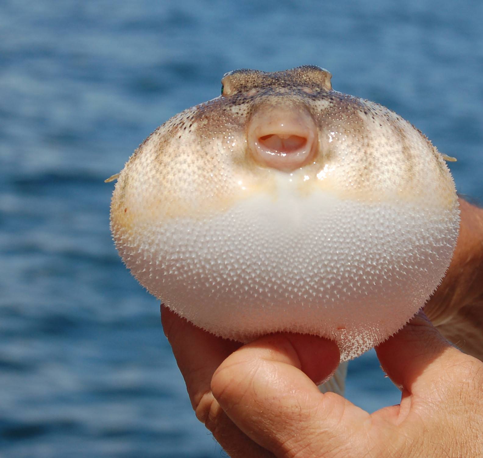 Рыба-шар: содержание и совместимость тетраодона в аквариуме