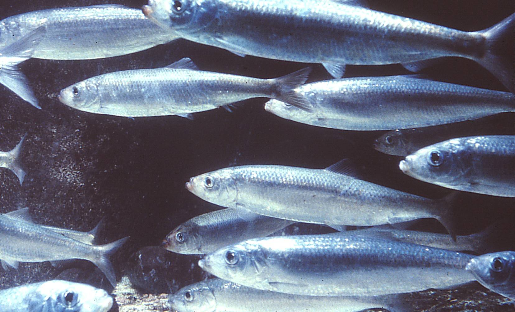 Какие виды рыб обитают в черном море – названия, фото и характеристика