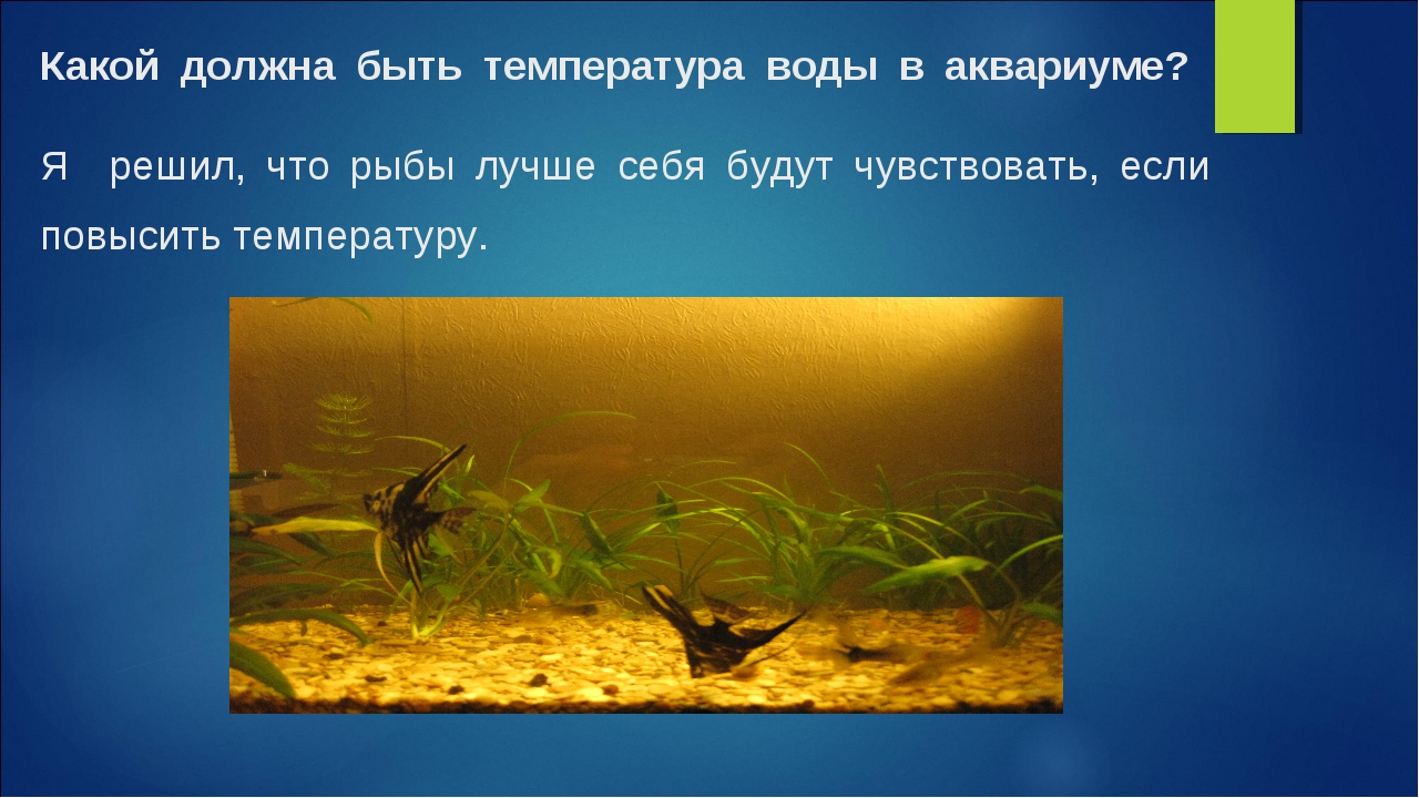 Температура воды в аквариуме для рыбок: оптимальная
