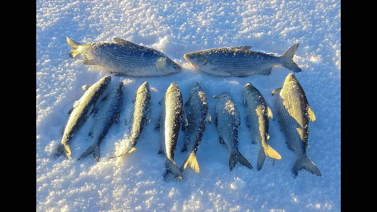 рыбалка зимой на севере урала