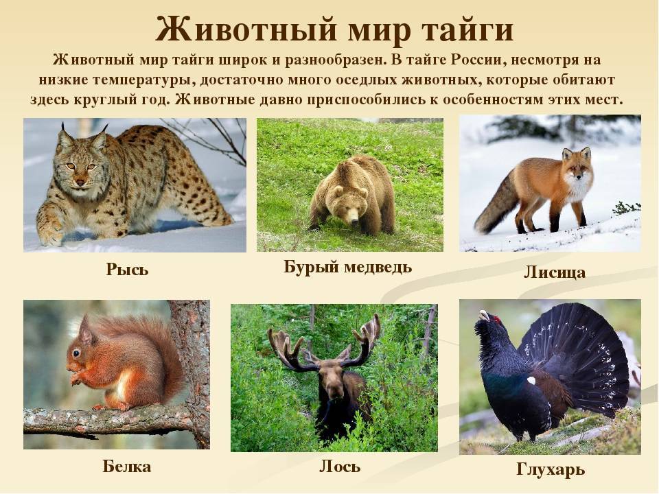 Животные тайги. Описание, названия и особенности животных тайги