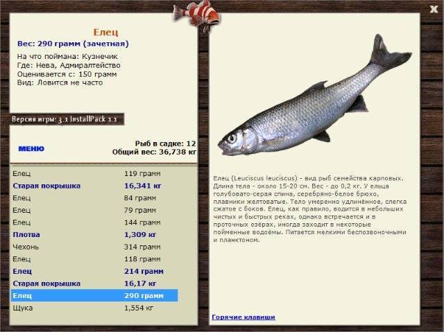 Как выглядит рыба елец и способы ловли: описание с фото, среда обитания и на что ловить, полезные советы