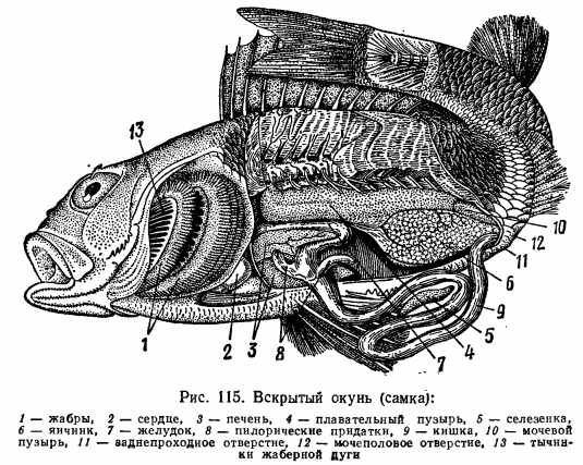 Анатомия рыб – внутреннее и внешнее строение хордовых