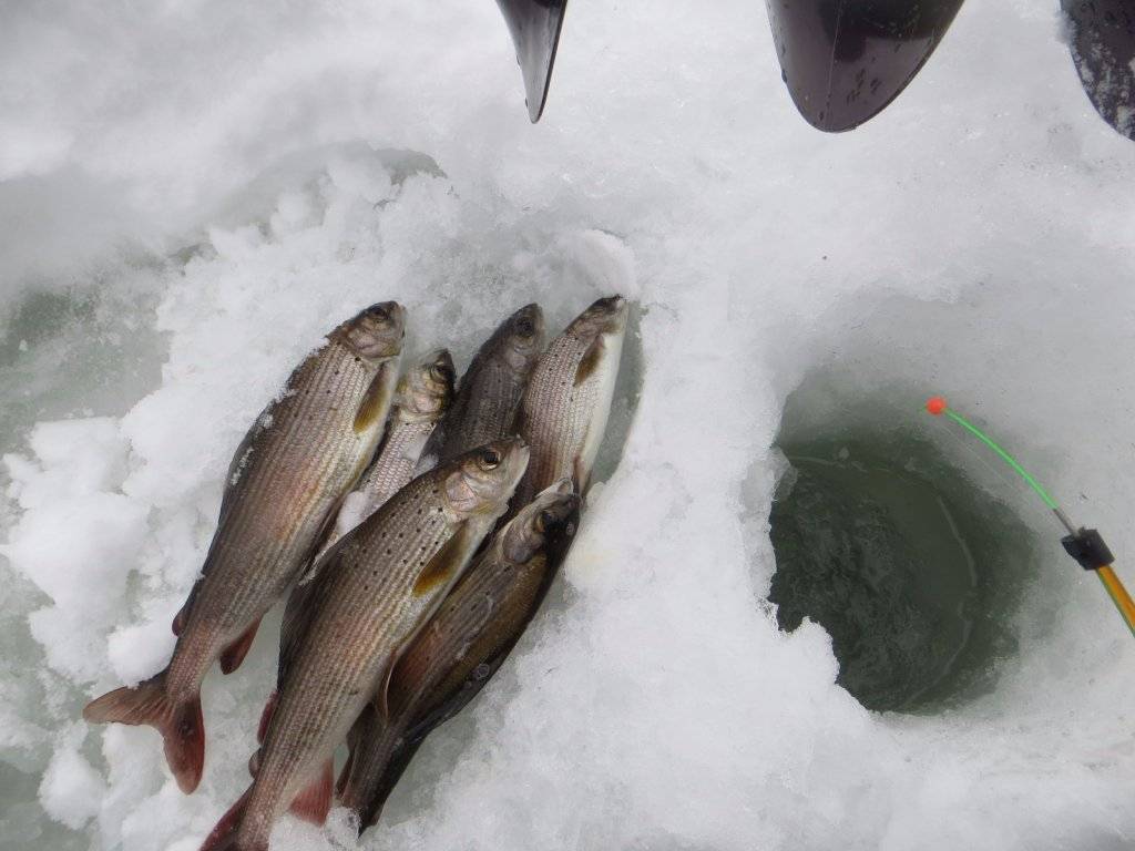 Все о рыбалке в иркутске и иркутской области