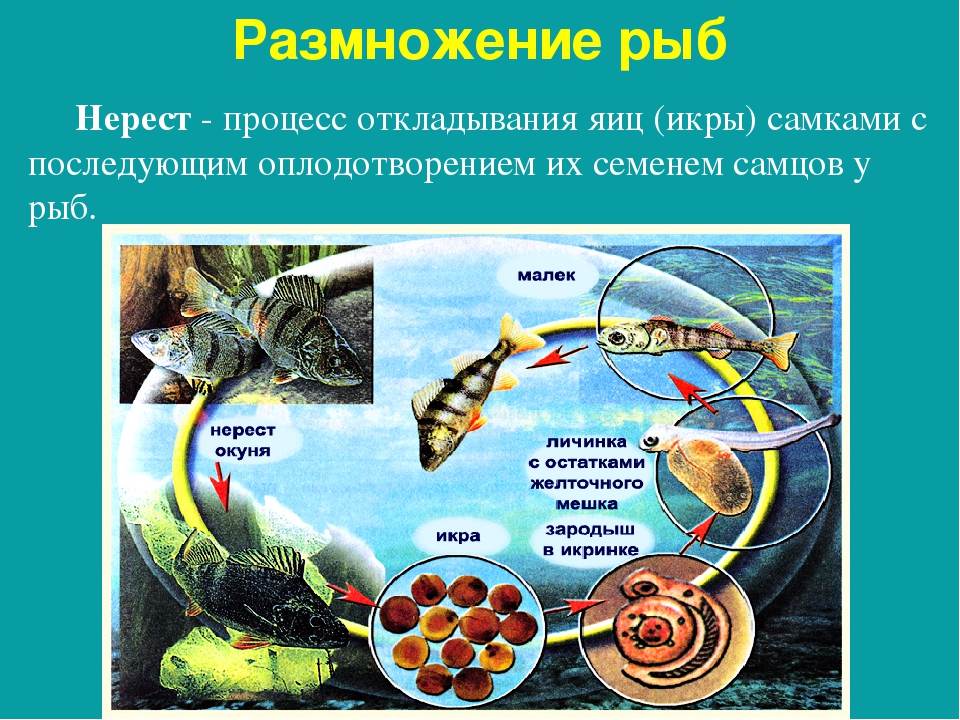 Размножение и развитие рыб. Поведение в период размножения