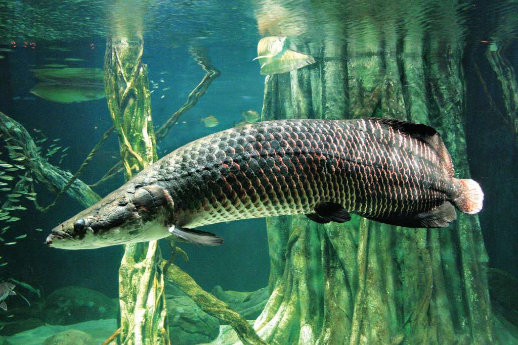 Пираруку - самая большая рыба амазонии|латинская америка