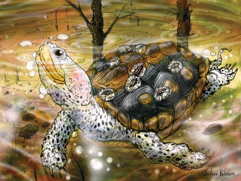 Красноухие черепахи откладывают яйца, как правильно ухаживать