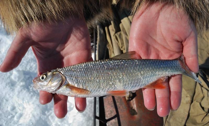 Чебак: где водится, рыбалка по открытой воде, ловля сибирской плотвы зимой