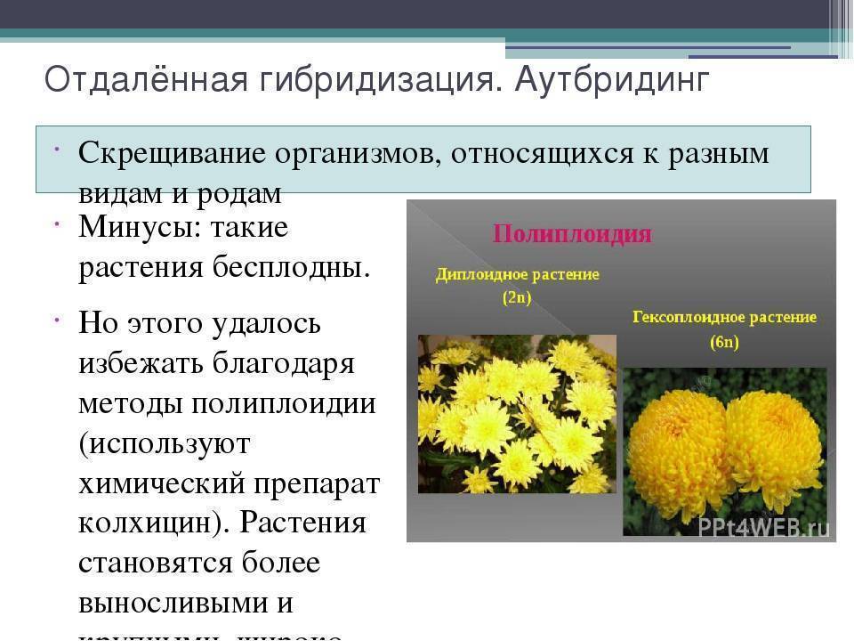 Как выглядит рыба-гибрид? описание, среда обитания, преимущества перед чистыми формами
