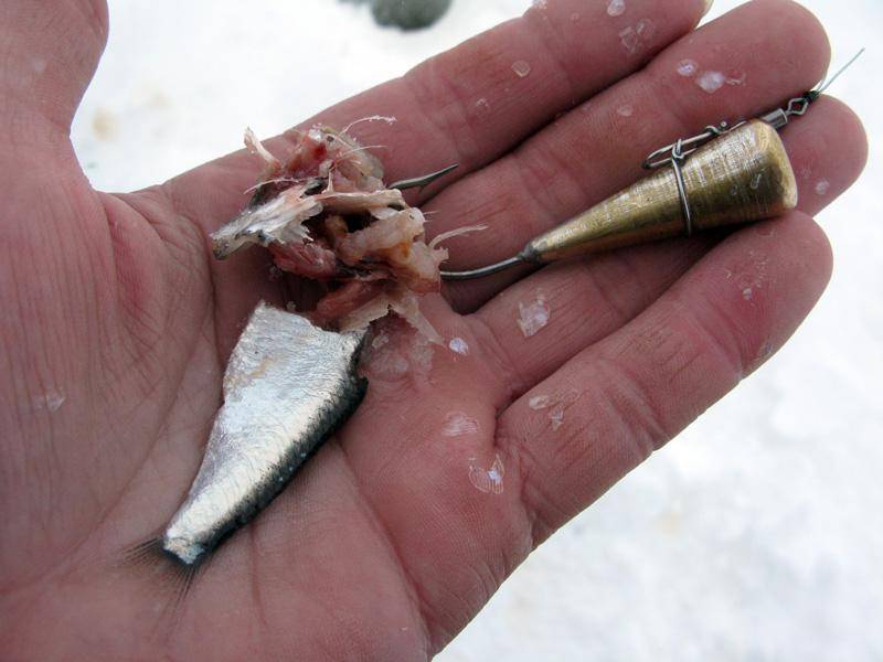 ᐉ ловля стерляди зимой - ✅ ribalka-snasti.ru