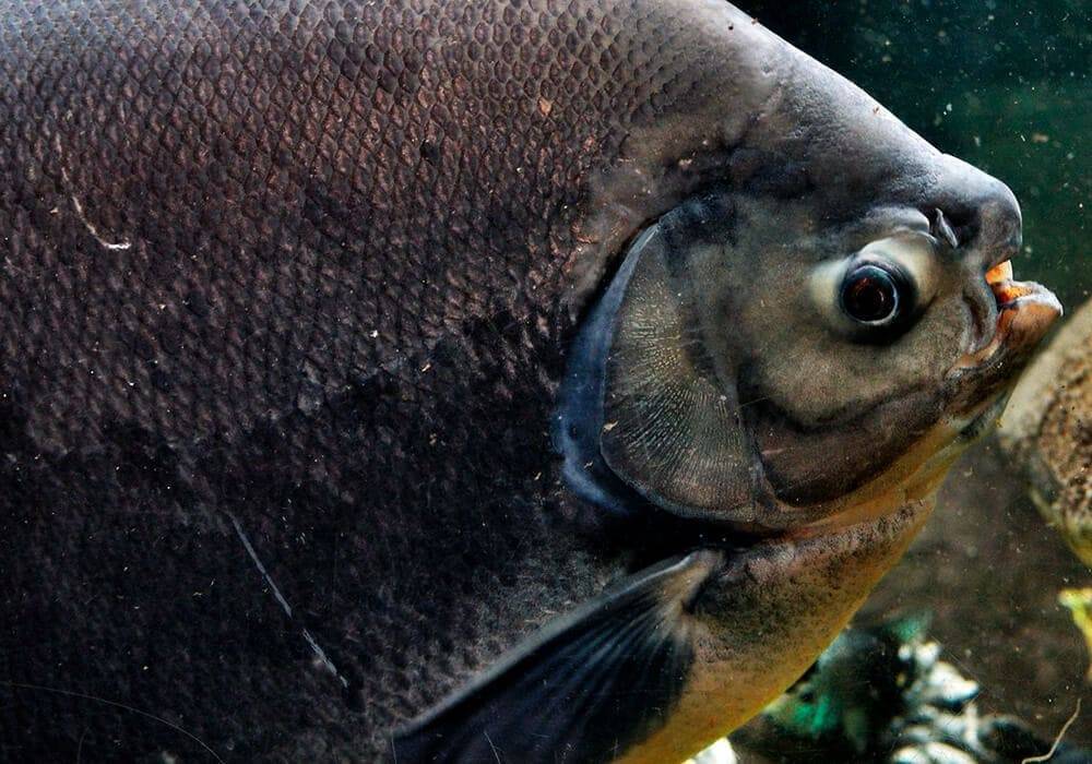 Оранда рыбка. описание, особенности, уход и совместимость оранды | животный мир