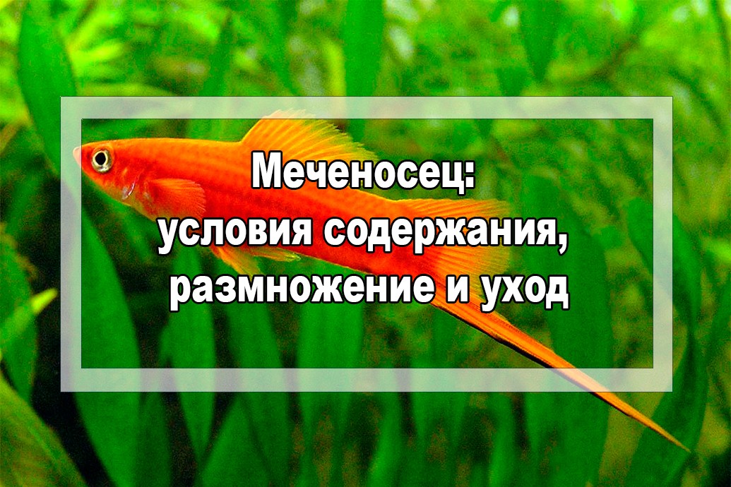 Меченосец рыбка: содержание, уход, кормление