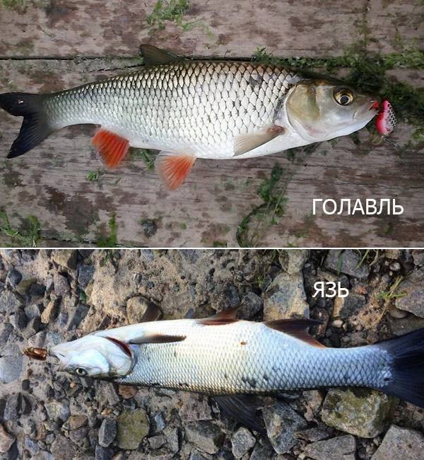 Плотва и язь отличия