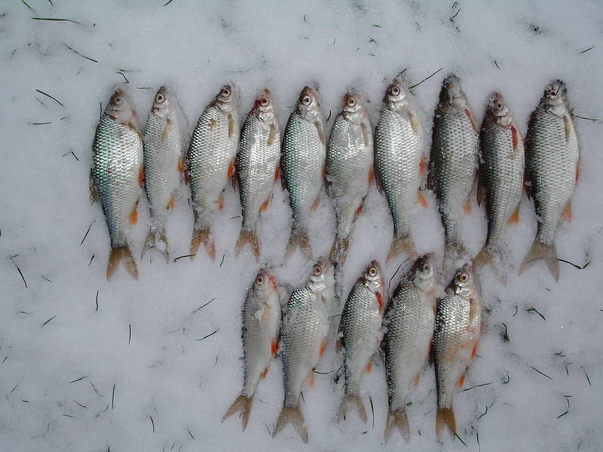 Ловля чебака зимой: тонкости интересной рыбалки