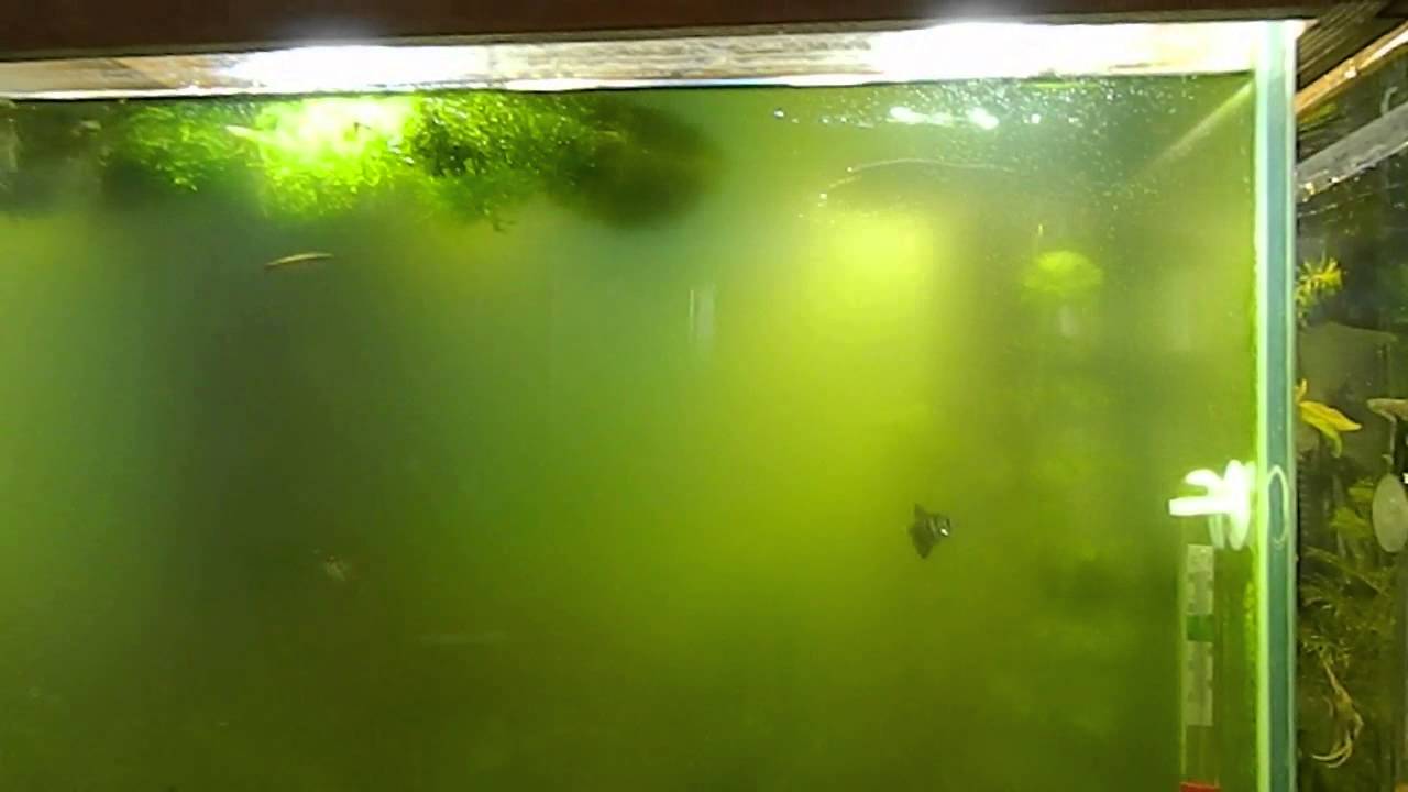 Проблемы с водой в аквариуме: почему желтеет, белеет и меняет цвет?