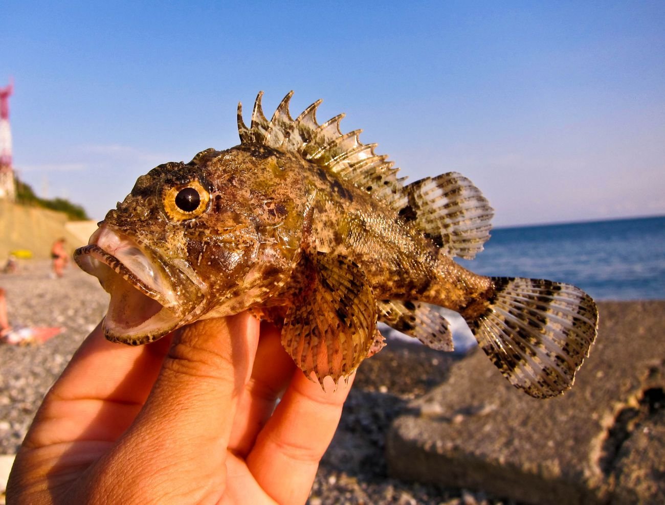 Скорпена черноморская можно ли есть. кто такая рыба скорпена? морской ерш, или черноморская скорпена — scorpaena porcus