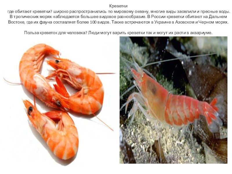 Креветки аквариумные ????: фото, виды, содержание, кормление и разведение - aqa.wiki