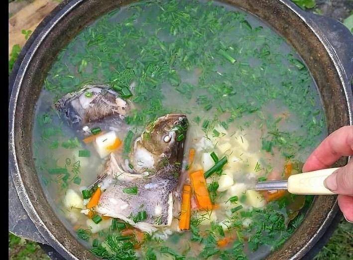 Уха из щуки в домашних условиях — 4 рецепта