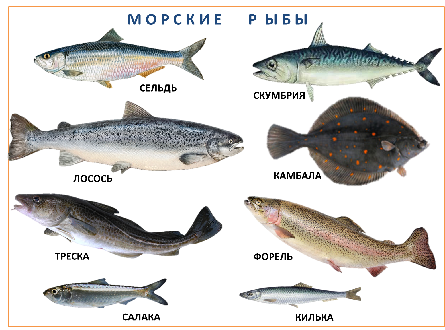 Промысловая рыба: виды, фото и краткое описание