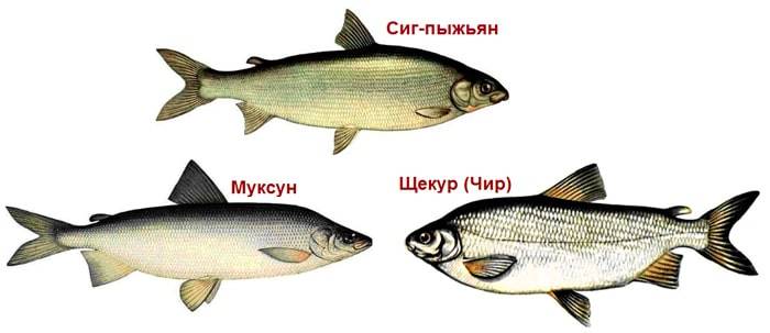 Ловля рыбы чир на спиннинг: приманки и места для ловли рыбы