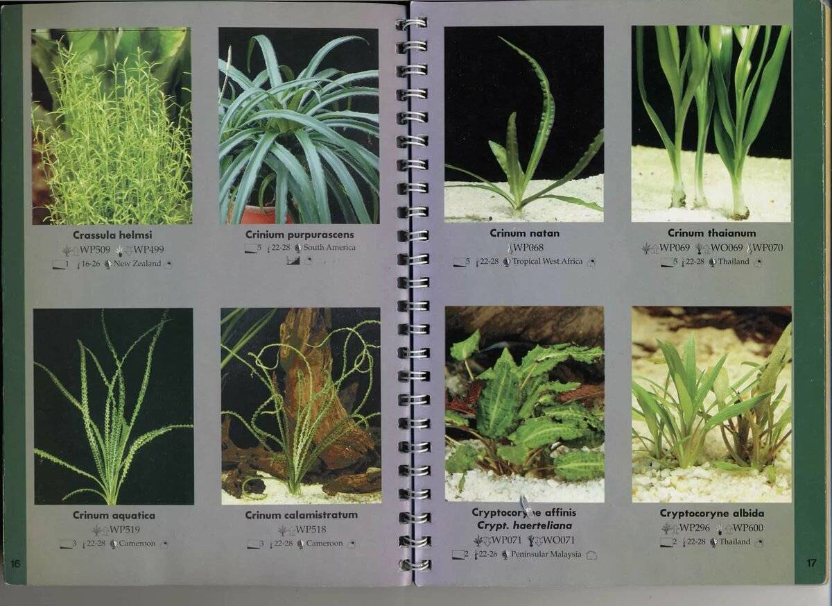 Определитель аквариумных растений