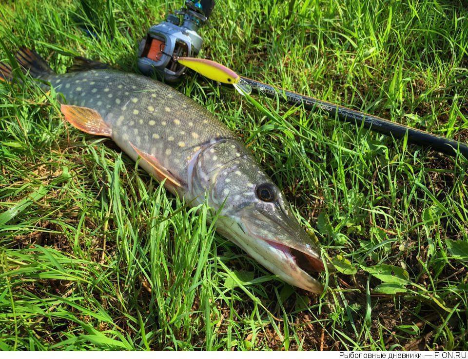 15 лучших рыболовных мест в брянской области: бесплатные и платные