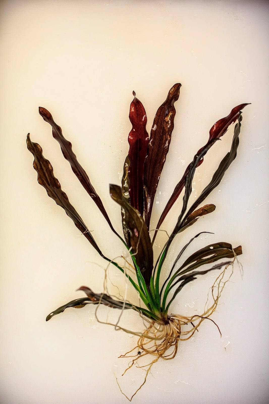 Эхинодорус амазонский (echinodorus grisebachii «amazonicus»)