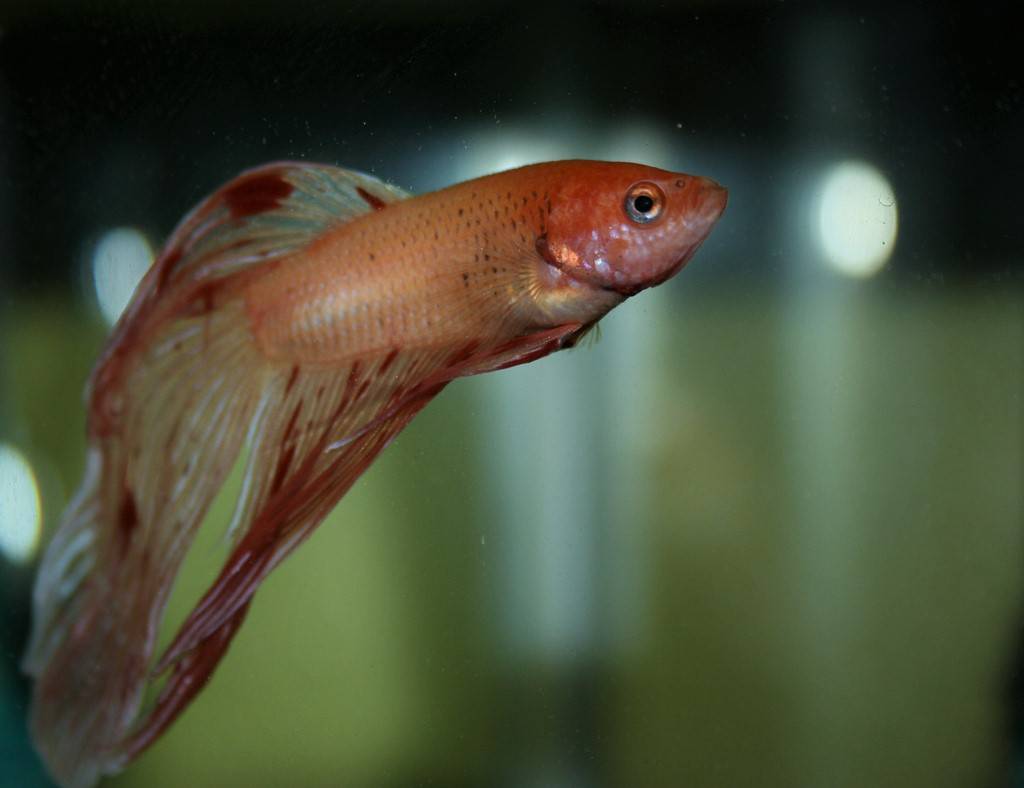 Колумнариоз у рыб — лечение в общем аквариуме и причины появления