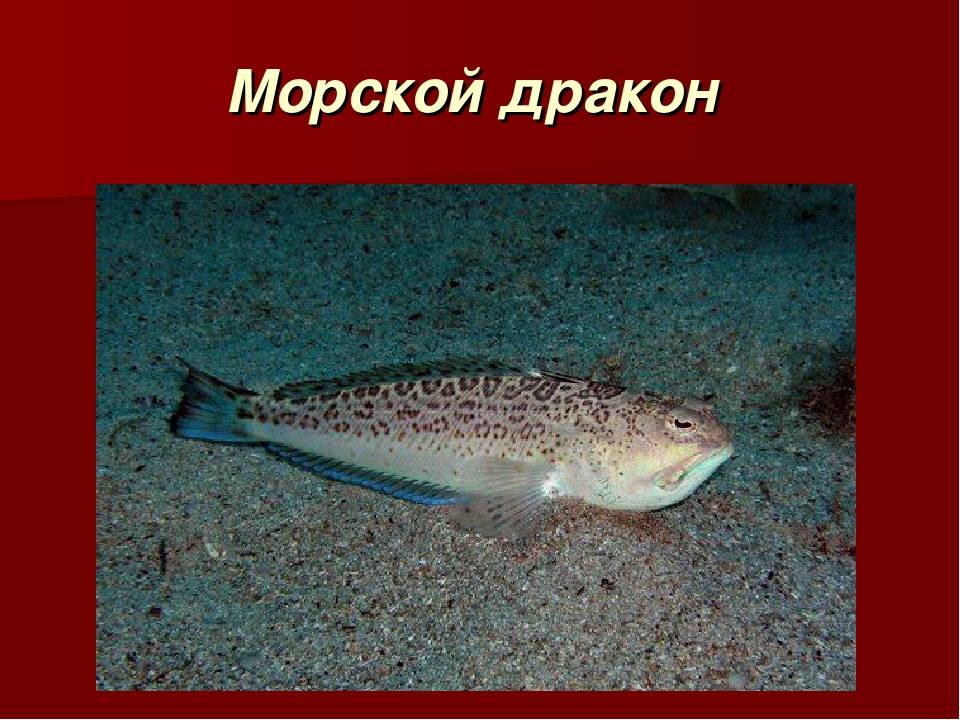 Удивительные обитатели черного моря