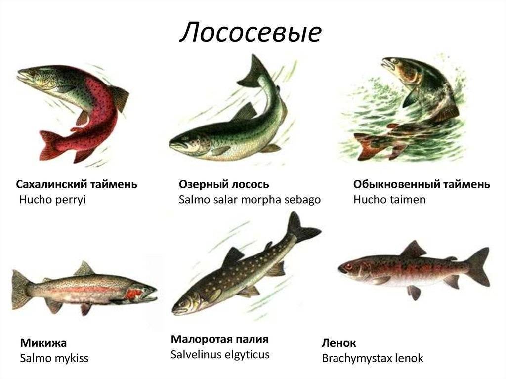 Всё о форели