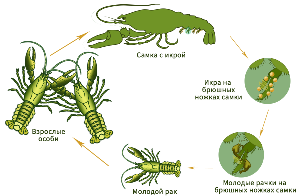 Развитие рака. Размножение ракообразных схема. Половая система и размножение ракообразных. Жизненный цикл ракообразных схема. Размножение членистоногих ракообразные.