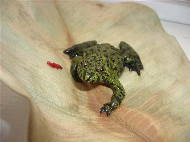 Жерлянка: общие сведения о лягушке, содержание жабы в домашних условиях