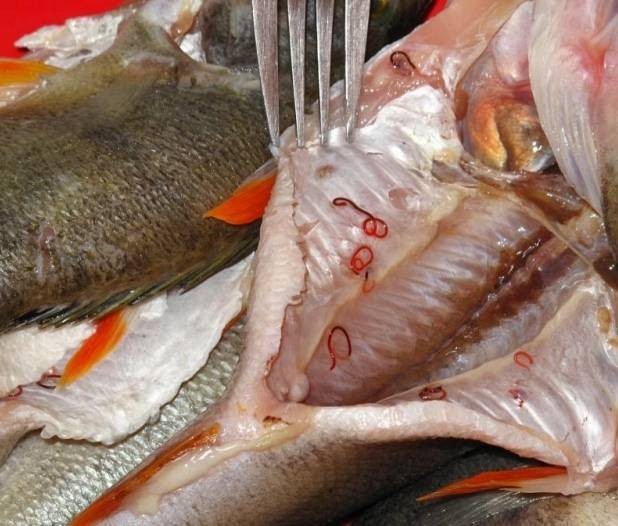 Паразиты в рыбе опасные для человека: фото и описание