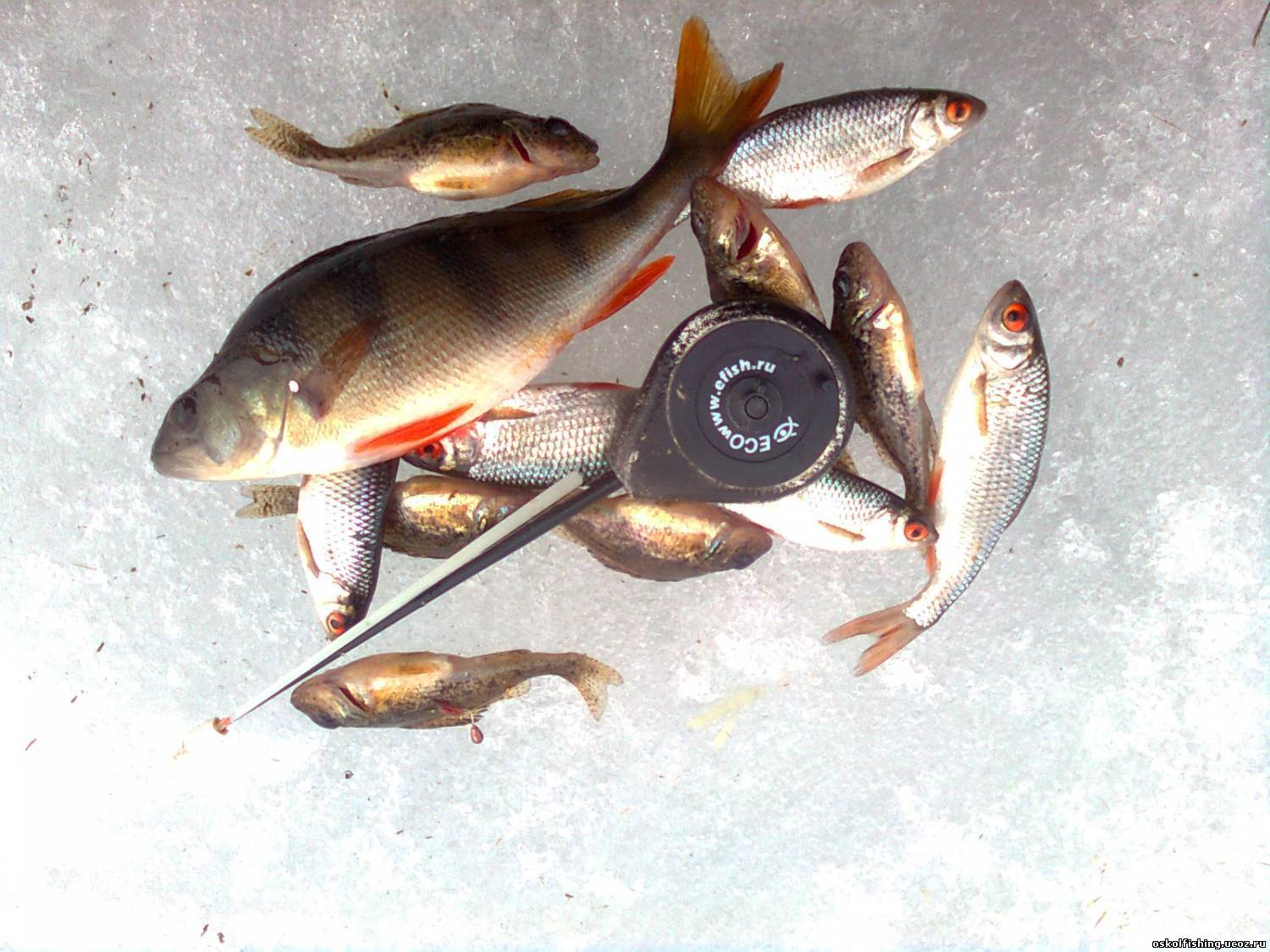 Рыба уклейка (верхоплавка/бакля) - виды, ловля, приманки, снасти