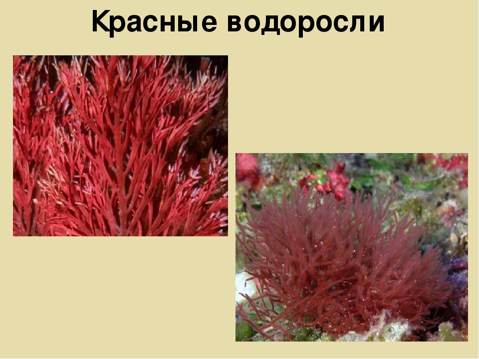 Группа красных водорослей. Каллитамнион водоросль. Красные водоросли названия. Красные водоросли представители. Багрянки водоросли название.