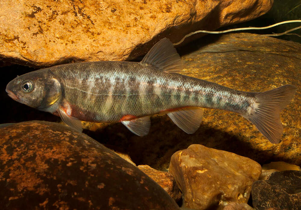 Гольян рыба. образ жизни и среда обитания рыбы гольян - jurnalodache