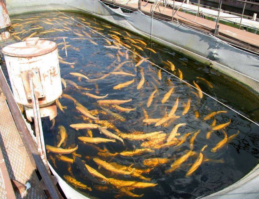 Разведение и выращивание рыбы в пруду: советы по кормлению и уходу