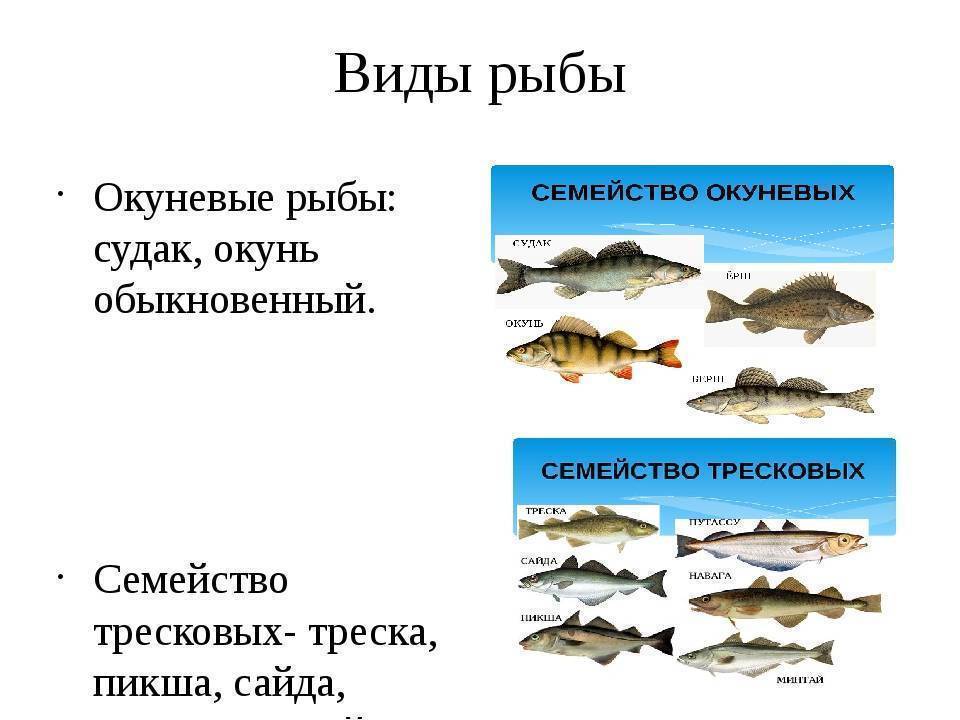 Рыба семейства тресковых — особенности, виды, среда обитания