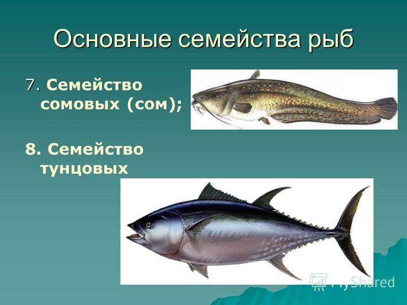 Рыба вьюн, ее фото и среда обитания, отличительные особенности рыбы и способы ловли вьюна