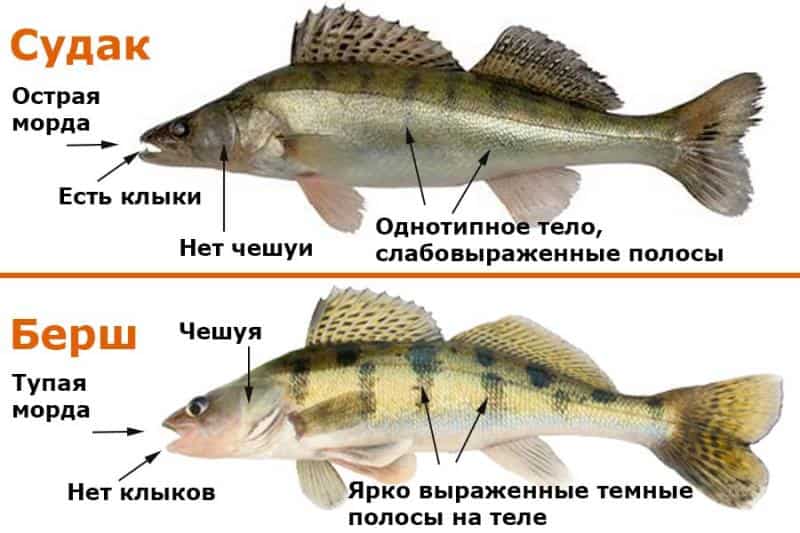 Рыба берш