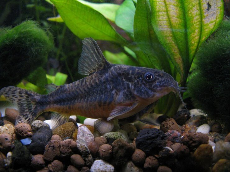 Коридорасы / на латыни: corydoras