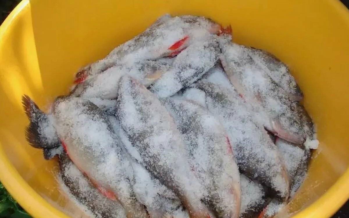 Как солить рыбу для сушки: правильно засолить, сколько длится засолка