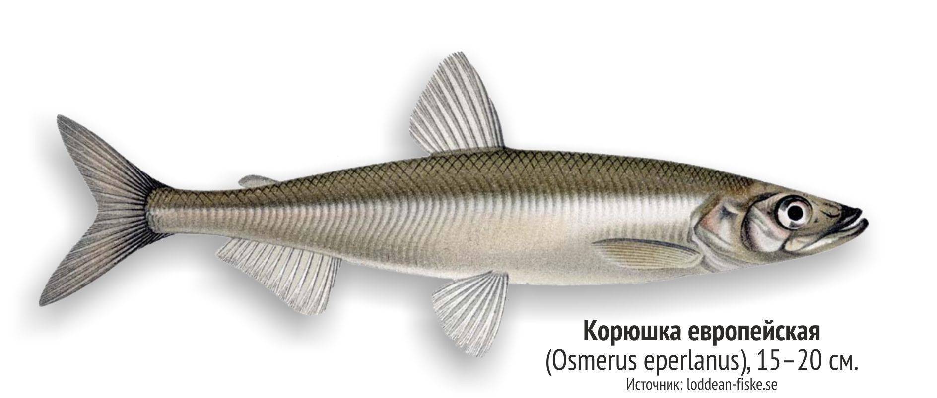 Где обитает корюшка?