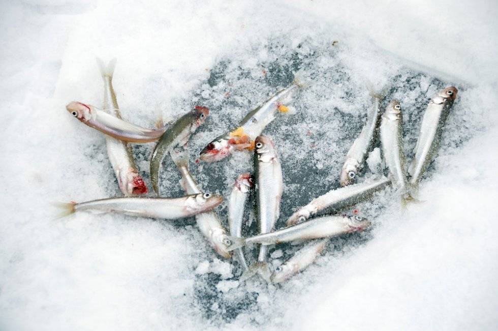 Корюшка зимой – особенности поведения, тактика ловли и выбор снастей . | рыбалка и снасти | яндекс дзен