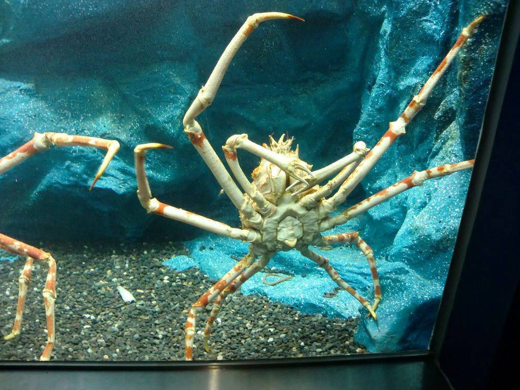 Японский краб-паук - japanese spider crab
