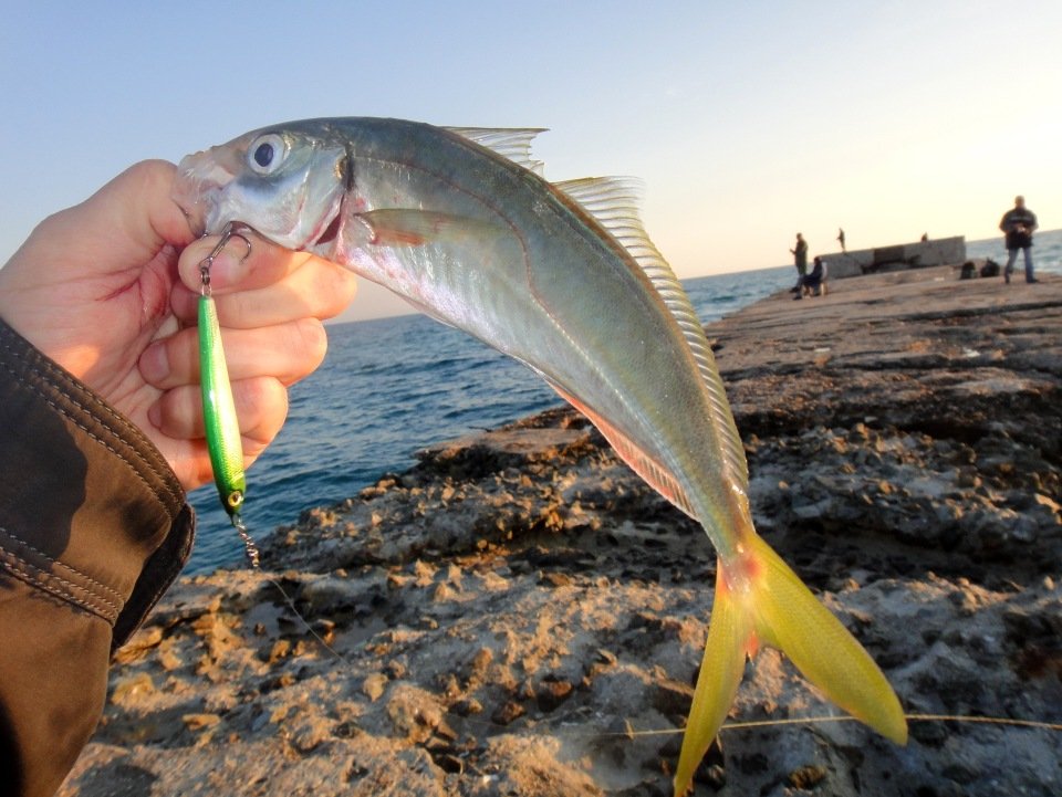 Как поймать рыбу кхила (обладу) в средиземном море в израиле, наживки, прикормка, тактика и техника ловли, места обитания