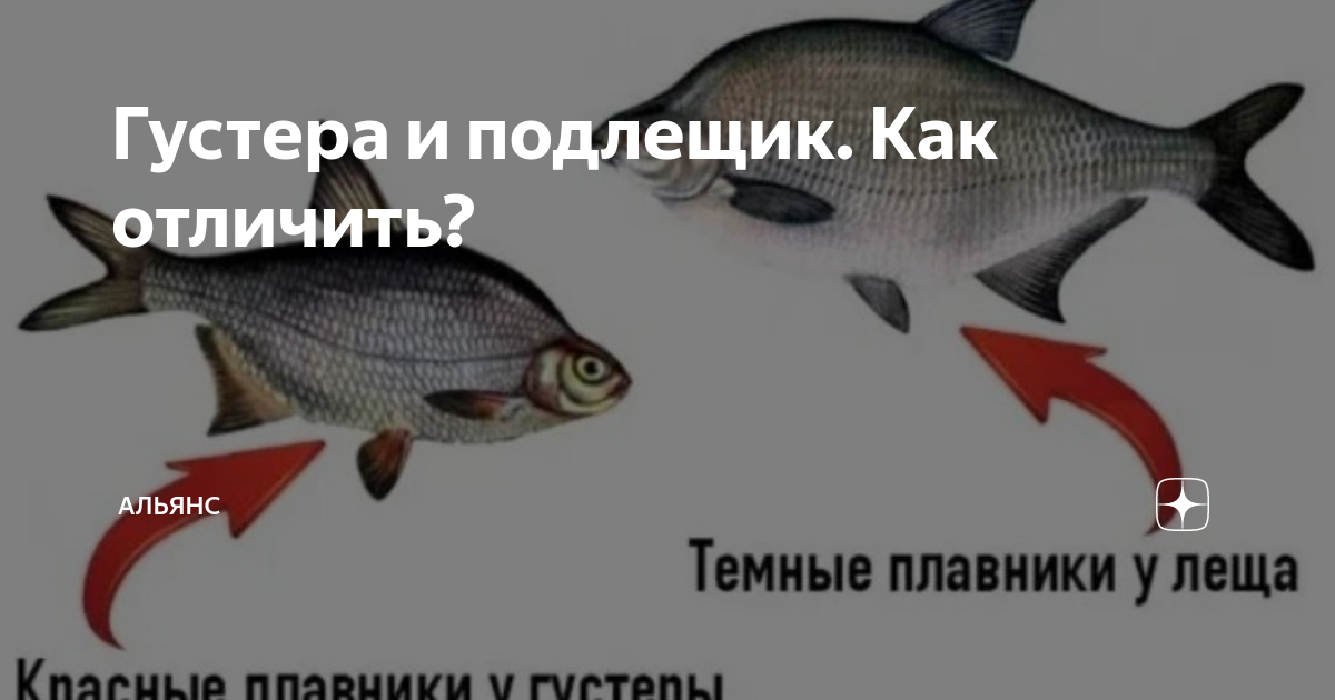 ᐉ как отличить подлещика от густеры - ✅ ribalka-snasti.ru